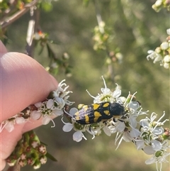 Castiarina octospilota (A Jewel Beetle) at Aranda, ACT - 22 Nov 2024 by LeahColebrook