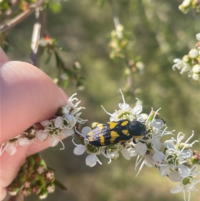 Castiarina octospilota (A Jewel Beetle) at Aranda, ACT - 22 Nov 2024 by LeahColebrook