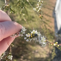 Castiarina octospilota at Aranda, ACT - 22 Nov 2024