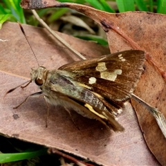 Trapezites iacchus at Moruya, NSW - 20 Nov 2024 by LisaH