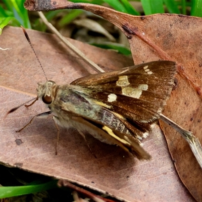 Trapezites iacchus at Moruya, NSW - 20 Nov 2024 by LisaH