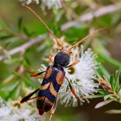 Aridaeus thoracicus (Tiger Longicorn Beetle) at Moruya, NSW - 21 Nov 2024 by LisaH