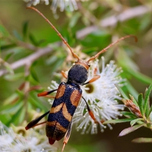 Aridaeus thoracicus at Moruya, NSW - suppressed