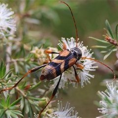 Aridaeus thoracicus at Moruya, NSW - suppressed