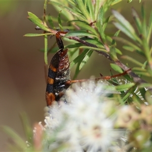 Aridaeus thoracicus at Moruya, NSW - suppressed