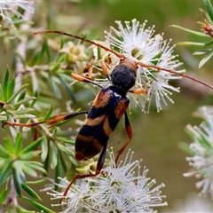 Aridaeus thoracicus at Moruya, NSW - suppressed