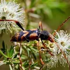 Aridaeus thoracicus at Moruya, NSW - suppressed