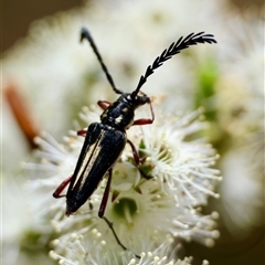 Coleoptera (order) at Moruya, NSW - 20 Nov 2024 by LisaH