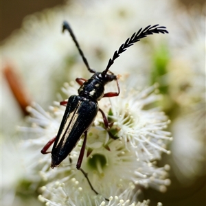 Distichocera maculicollis at Moruya, NSW by LisaH