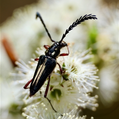 Coleoptera (order) at Moruya, NSW - 20 Nov 2024 by LisaH