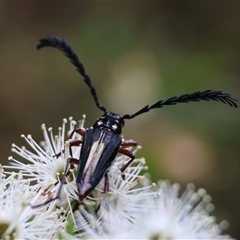 Distichocera maculicollis at suppressed - suppressed