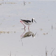 Himantopus leucocephalus (Pied Stilt) at Arable, NSW - 22 Nov 2024 by Harrisi