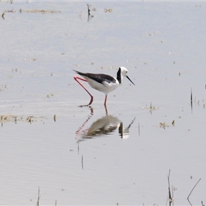 Himantopus leucocephalus (Pied Stilt) at Arable, NSW by Harrisi