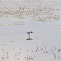 Himantopus leucocephalus at Arable, NSW - 22 Nov 2024