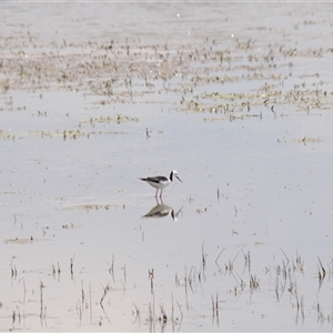 Himantopus leucocephalus at Arable, NSW - 22 Nov 2024