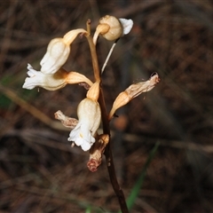 Gastrodia sesamoides (Cinnamon Bells) at Acton, ACT - 15 Nov 2024 by Harrisi