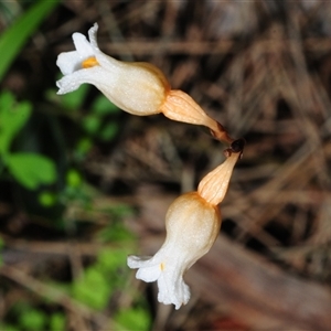 Gastrodia sesamoides at Acton, ACT - suppressed