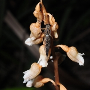 Gastrodia sesamoides at Acton, ACT - suppressed