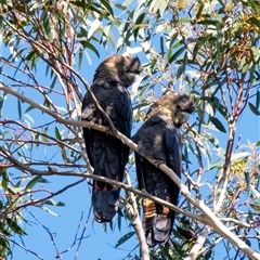 Calyptorhynchus lathami lathami (Glossy Black-Cockatoo) at Penrose, NSW - 23 May 2019 by Aussiegall