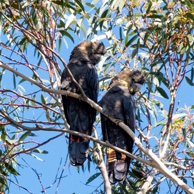 Calyptorhynchus lathami lathami (Glossy Black-Cockatoo) at Penrose, NSW - 23 May 2019 by Aussiegall