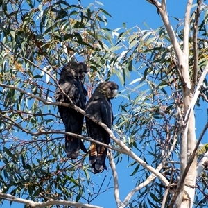 Calyptorhynchus lathami lathami at Penrose, NSW - suppressed