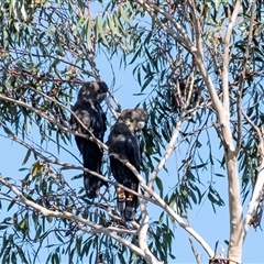 Calyptorhynchus lathami lathami at Penrose, NSW - 23 May 2019