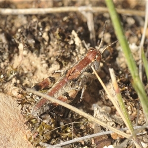 Brachyexarna lobipennis at Berridale, NSW - 22 Nov 2024 03:29 PM