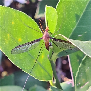 Leptotarsus (Macromastix) costalis (Common Brown Crane Fly) at Watson, ACT by abread111