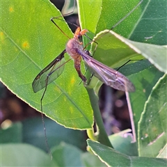 Leptotarsus (Macromastix) costalis at Watson, ACT - 23 Nov 2024