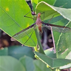 Leptotarsus (Macromastix) costalis at Watson, ACT - 23 Nov 2024