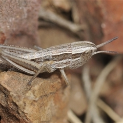 Macrotona australis (Common Macrotona Grasshopper) at Berridale, NSW - 22 Nov 2024 by Harrisi