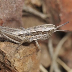 Macrotona australis at Berridale, NSW - 22 Nov 2024