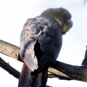 Calyptorhynchus lathami lathami (Glossy Black-Cockatoo) at Penrose, NSW by Aussiegall