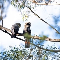 Calyptorhynchus lathami lathami at Penrose, NSW - suppressed