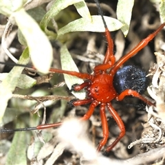 Nicodamidae (family) (Red and Black Spider) at Bredbo, NSW - 23 Nov 2024 by Harrisi