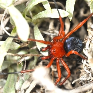 Nicodamidae (family) (Red and Black Spider) at Bredbo, NSW by Harrisi