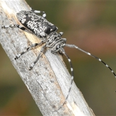 Unidentified Longhorn beetle (Cerambycidae) at Bredbo, NSW - 23 Nov 2024 by Harrisi