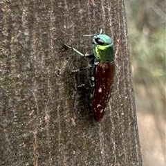 Diphucrania marmorata (Jewel beetle) at Hackett, ACT - 23 Nov 2024 by Pirom