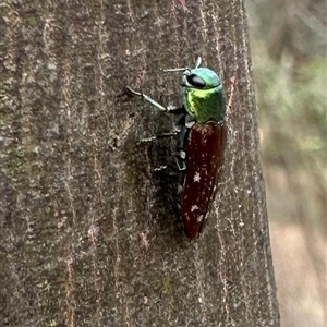 Diphucrania marmorata at Hackett, ACT - 23 Nov 2024 05:04 PM