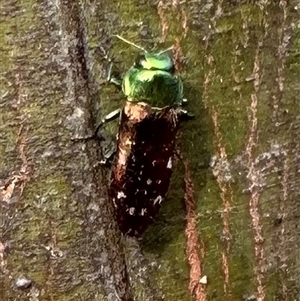 Diphucrania marmorata at Hackett, ACT - 23 Nov 2024 05:04 PM