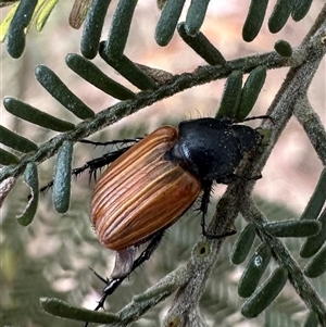 Phyllotocus rufipennis at Ainslie, ACT - 22 Nov 2024