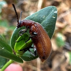 Ecnolagria grandis (Honeybrown beetle) at Ainslie, ACT - 22 Nov 2024 by Pirom