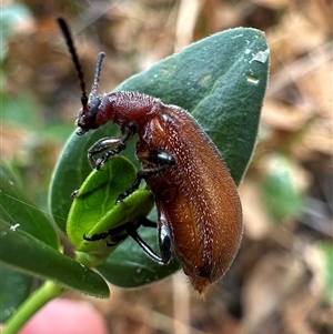 Ecnolagria grandis (Honeybrown beetle) at Ainslie, ACT by Pirom