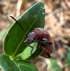 Ecnolagria grandis at Ainslie, ACT - 22 Nov 2024 04:58 PM