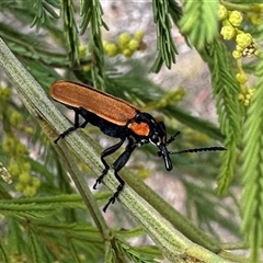 Rhinotia haemoptera at Hackett, ACT - 23 Nov 2024 by Pirom