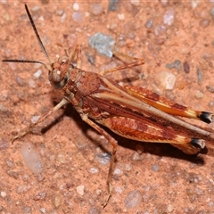 Unidentified Grasshopper (several families) at Acton, ACT - 22 Nov 2024 by TimL