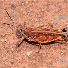 Urnisa guttulosa at Acton, ACT - 23 Nov 2024 10:55 AM