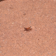 Urnisa guttulosa at Acton, ACT - 23 Nov 2024 10:55 AM