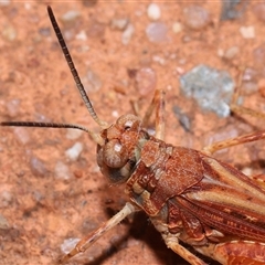 Urnisa guttulosa at Acton, ACT - 23 Nov 2024 10:55 AM