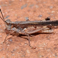 Pycnostictus seriatus (Common Bandwing) at Acton, ACT - 23 Nov 2024 by TimL